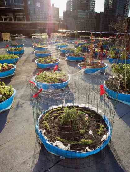 The Hell’s Kitchen Farm Project in New York City plants in roof-top kiddie pools that are covered in wire to prevent poaching by pigeons. The produce is routed to a food pantry to increase local food security.